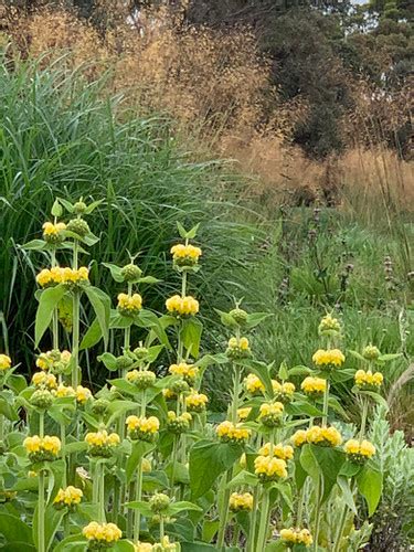 Phlomis russeliana | Drought Tolerant