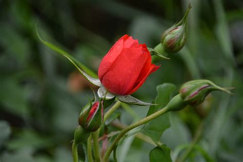 Birth Of A Flower Free Stock Photo - Public Domain Pictures