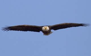Explored: American Bald Eagle Eyes | Best Viewed Large! www.… | Flickr