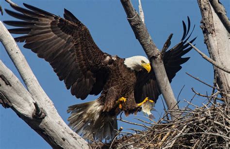 Bald eagle brings fish home to nest in Sanibel Island