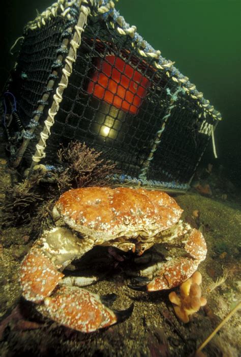 Giant Crab Ecosystem and Habitat Interactions