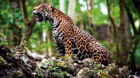 Wild jaguars return in Mexico