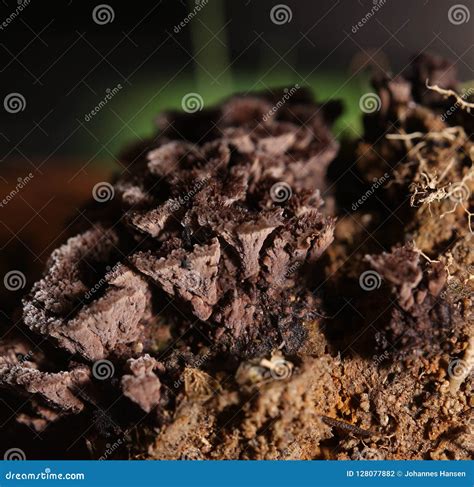 Unusual Shot of Thelephora Fungus with Light from the Side and Green ...