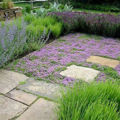 Alternatives to grass - what can I have instead of a lawn? - Design for Me