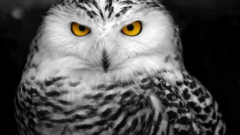 🔥 [41+] Snowy Owl Wallpapers HD | WallpaperSafari