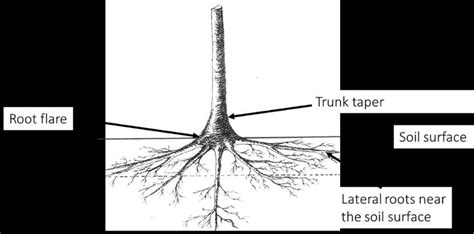 The root flare is the region where the top-most roots meet the trunk of ...