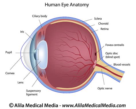 Eye Anatomy Labeled Drawing