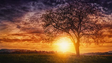 Sunset Nature Trees Wallpaper,HD Nature Wallpapers,4k Wallpapers,Images,Backgrounds,Photos and ...
