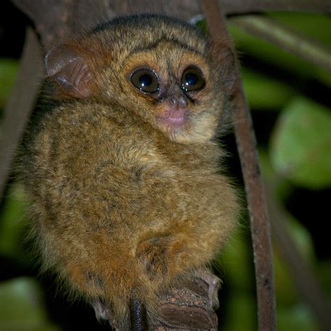 Baby Tarsier | Sean Crane Photography