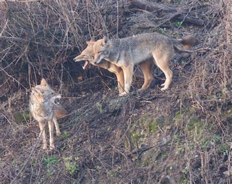 Communication: Coyote behavior | Coyote Yipps