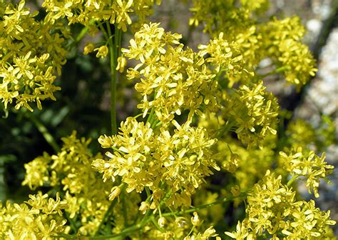 Woad | Dye Plant, Blue Flower & Biennial | Britannica