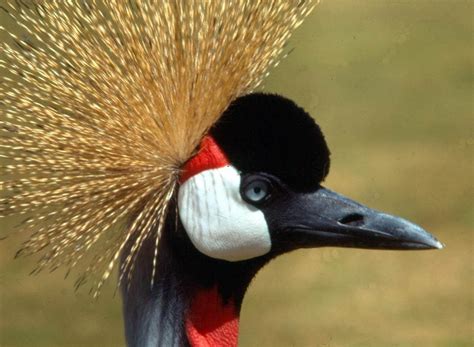 Uganda’s National Symbol: The Crested Crane – HWMCO-Nederland & NiCA ...