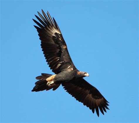 Richard Waring's Birds of Australia: Another Wedge-tailed Eagle ...