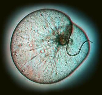 And I Think to Myself...What A Wonderful World.: Creature Feature: Noctiluca scintillans.