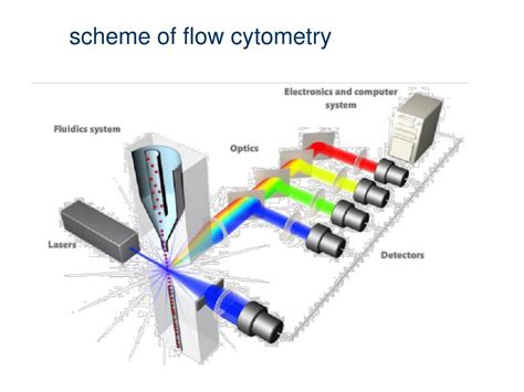 PPT - Flow cytometry PowerPoint Presentation, free download - ID:113388