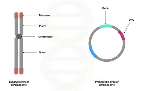 Difference Between Prokaryotic DNA Vs Eukaryotic DNA