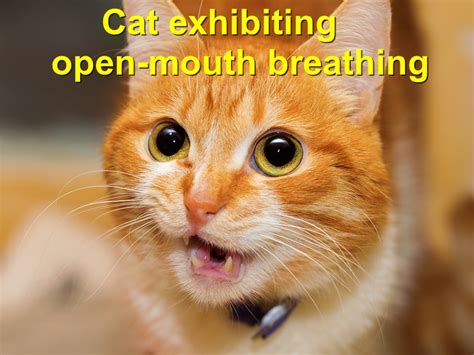 Cat exhibiting open-mouth breathing - Emergency Animal Care Braselton