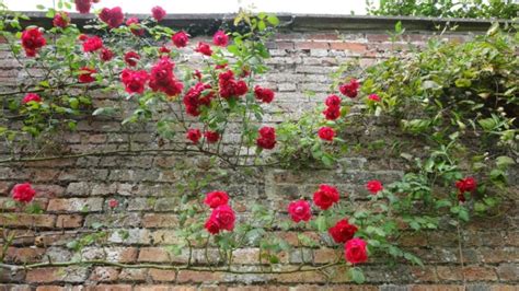 Pruning Roses Boosts Plant Health And Airflow: 'Don't Be Afraid Of Making Mistakes ...