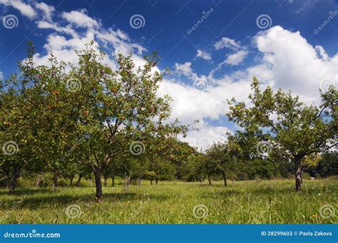 Apple tree orchard stock image. Image of branches, apple - 28299603