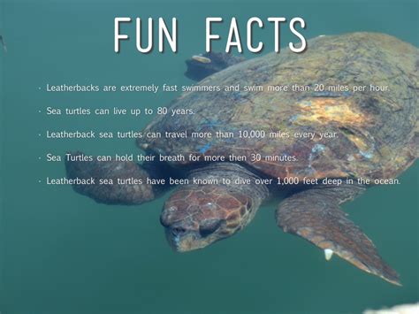 Loggerhead sea turtle fun facts