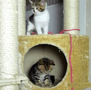 Kitten Falls GIF - Find & Share on GIPHY