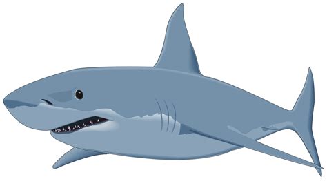 Shark PNG | Animal PNG | Pinterest | Sharks, Shark and Animal