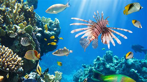 #639 colorful coral reefs hd - Rare Gallery HD Wallpapers