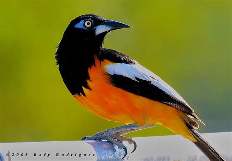 Turpial-Tourpial-Icterus icterus | Pet birds, Beautiful birds, Funny birds