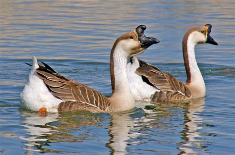 Chinese Goose (Swan Geese)