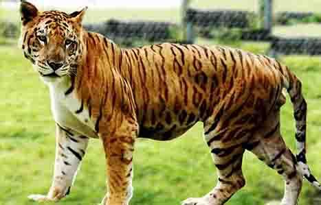 Liger Vs Tigon OR Tigon Vs Liger