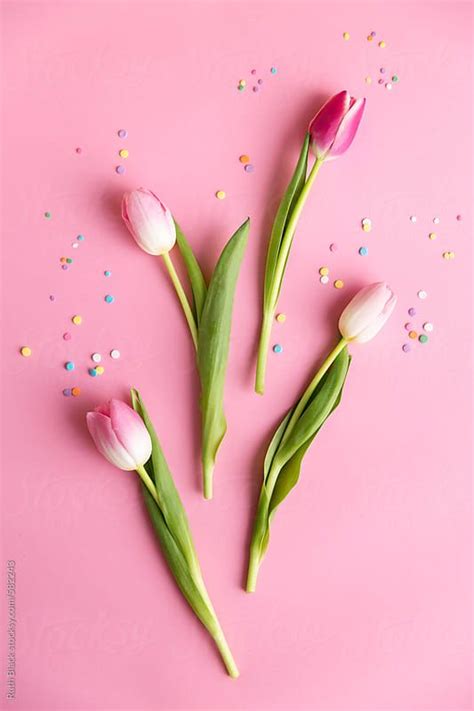 High Resolution Tulip Wallpaper