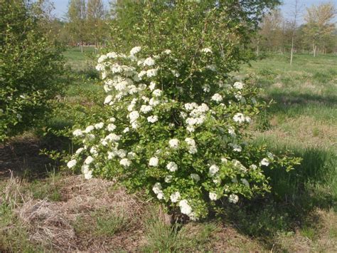 Viburnum prunifolium (Blackhaw, Black Haw, Blackhaw Viburnum, Nannyberry, Plum Leaf Viburnum ...