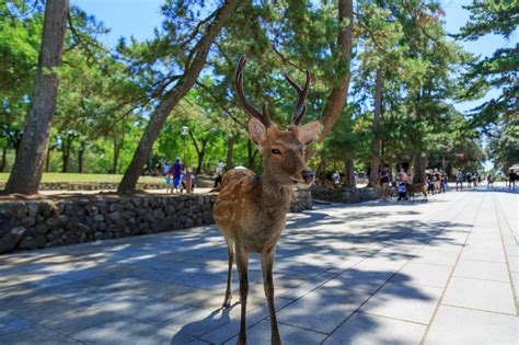 A Guide to Nara Park, Japan’s Famous Deer Sanctuary – skyticket Travel Guide