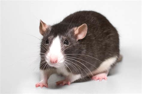 Pet Rat Types - Learn About Nature