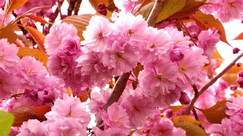 Cherry Blossom Trees Free Stock Photo - Public Domain Pictures