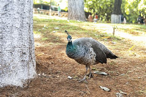 Photograph Of A Beautiful Peacock In The Zoo Background, Zoo, Animal ...