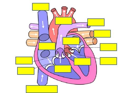 Circulatory System Heart and Blood Vessels Crash Course