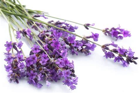 Lavender - Medicinal Uses - Ayur Times