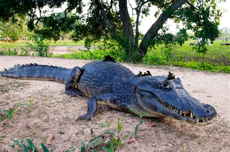 Caiman by Trevor Cole on 500px | Caiman, Pantanal, Animals