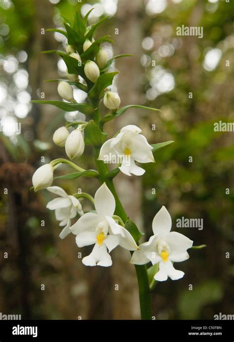 Epiphytic orchids hi-res stock photography and images - Alamy