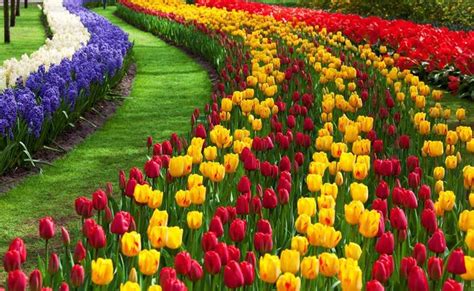 A Look Inside the Asia’s Largest Tulip Garden, Srinagar | J & K Tourism