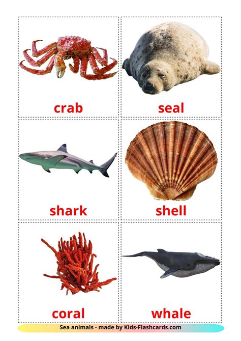 29 FREE Sea animals Flashcards | PDF | English Words