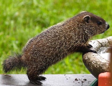 I'm Not Allergic to You | Baby groundhog, Groundhog pictures, Cute babies