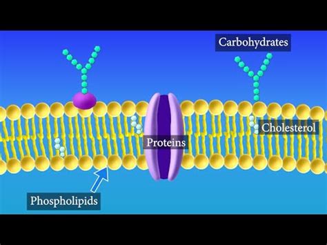 How Many Layers Of Molecules Are In The Plasma Membrane? Exploring The ...