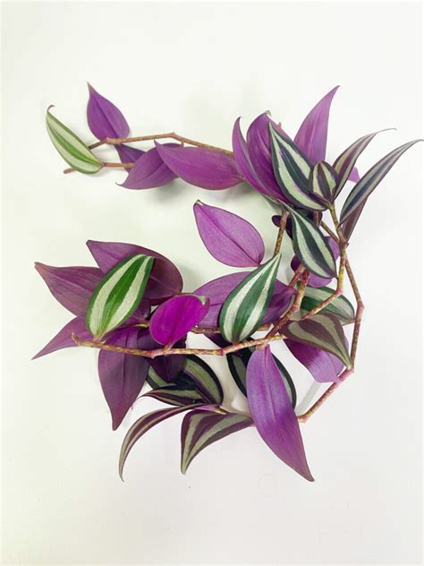 Tradescantia Zebrina Propagation: 3 Simple Steps to Succeed