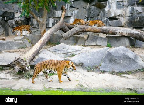 Bengal Tiger (Panthera tigris tigris) in the enclosure at Tierpark Berlin zoo, Berlin, Germany ...