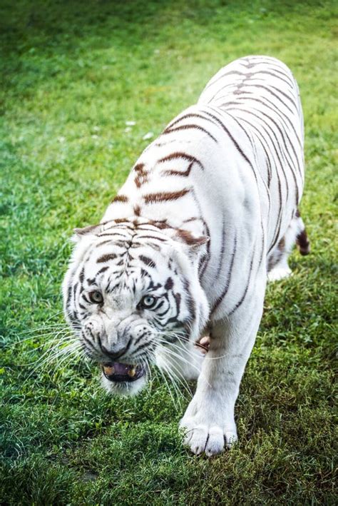 White Tiger Angry