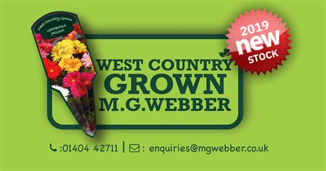 DIANTHUS PEACH PARTY **NEW TO 2019** | MG Webber West Country Grown Ltd.