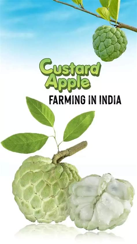 Custard Apple Farming in India - Sitaphal Cultivation