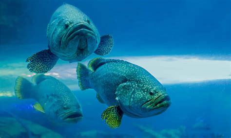 Discover 10 Biggest Types Of Grouper Fish - A-Z Animals